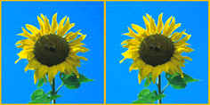 Sonnenblume in 3-D